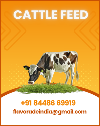 Cattle Feed